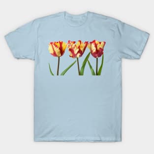 Tulipa  &#39;Flaming Parrot&#39;    Parrot Group  Tulip T-Shirt